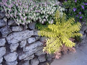 decorative concrete